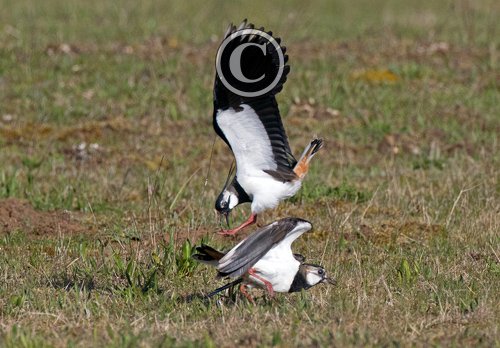 Lapwings Fighting DM1690